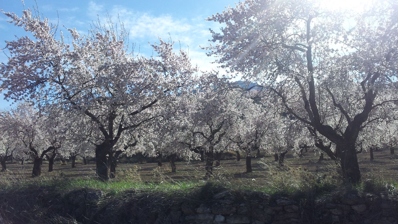 Photo of Outdoor in La Almudema