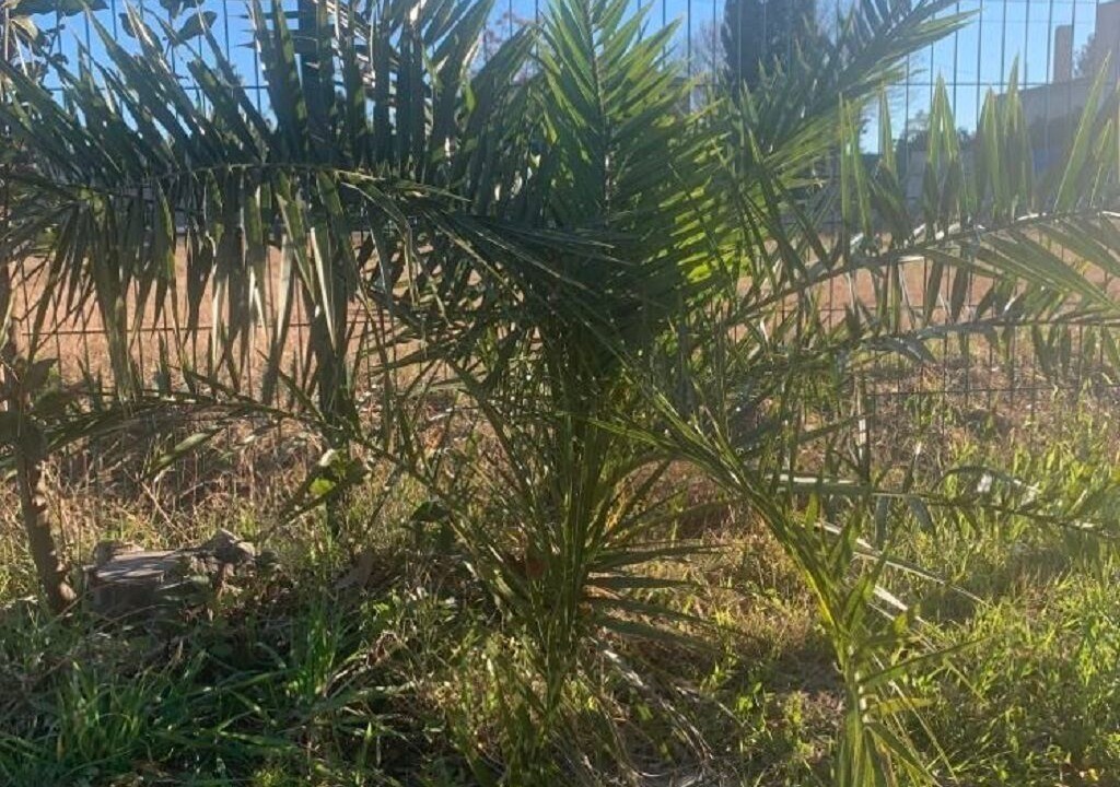 Photo of Outdoor in Deltebre