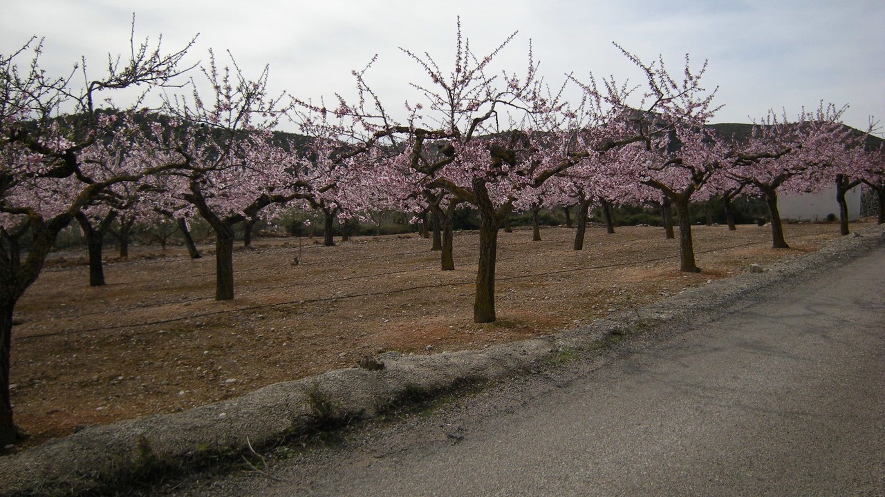 Photo of Outdoor in El Perello