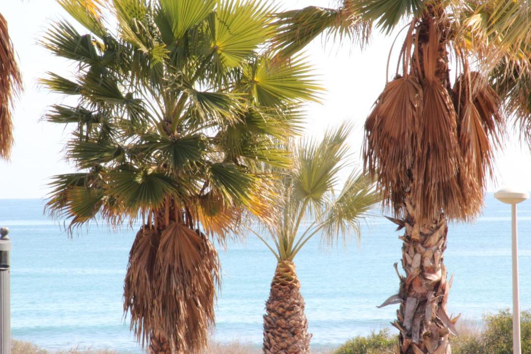 Photo of Others in Alicante