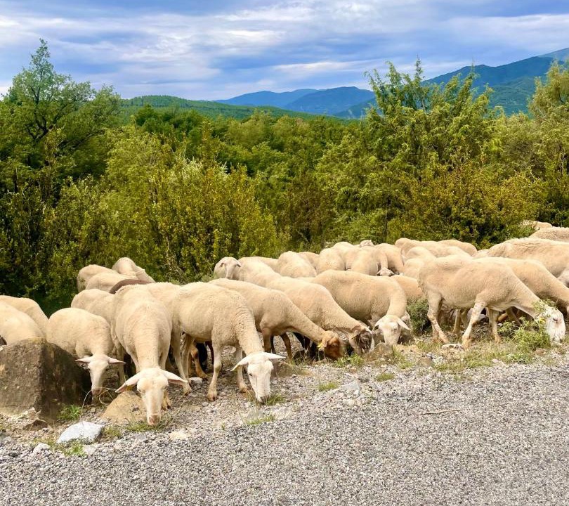 Photo of Others in Araguas