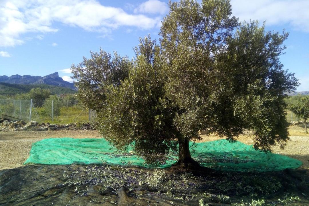 Photo of Others in Rasquera