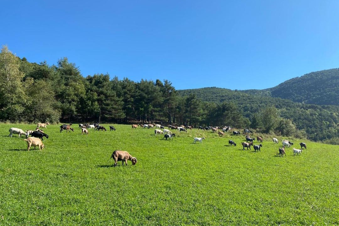 Photo of Others in Rialp