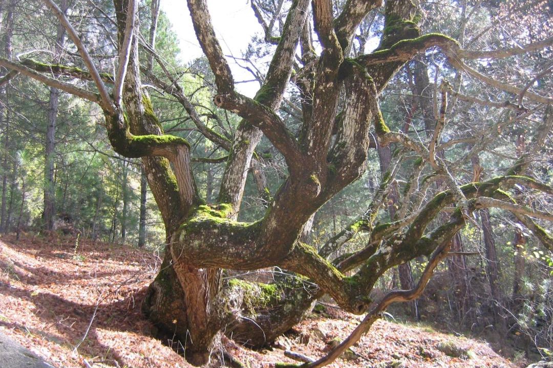 Photo of Others in Beteta