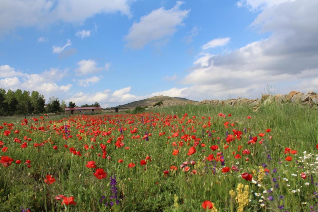Photo of Others in Mosqueruela