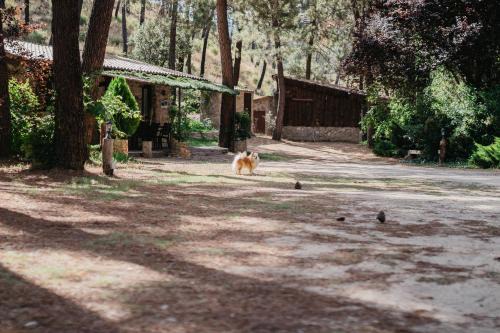 Finca El Lagunazo Riópar